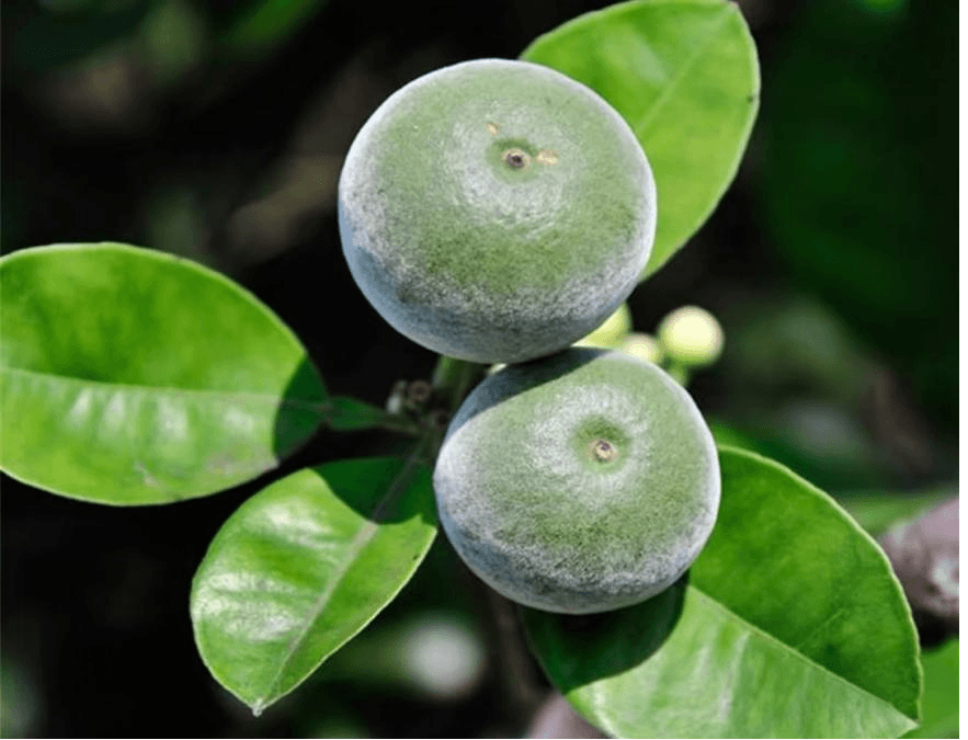 化橘红茶饮