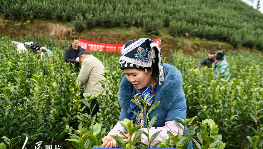 有机高山绿茶